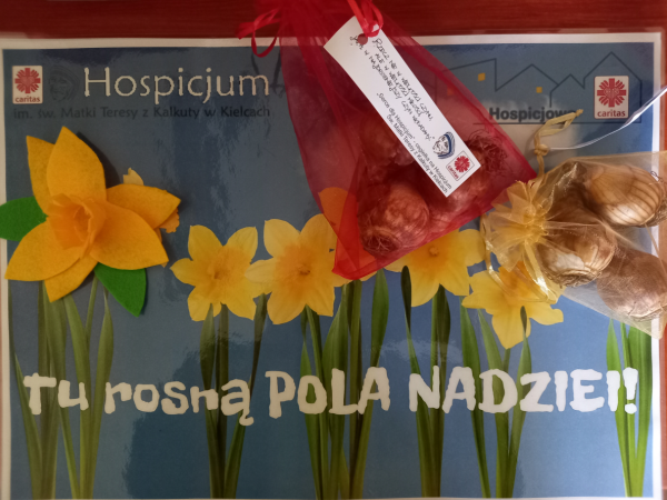 Cebulki żonkili