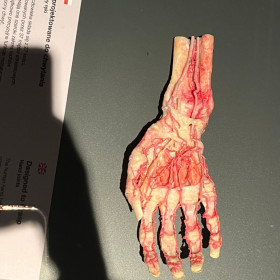 Ręka i jej układ krwionośny