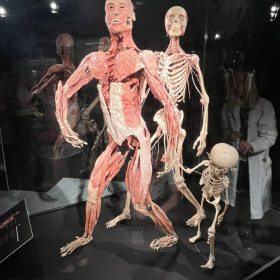 Szkielety dorosłych ludzi i dziecka 