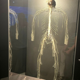 Układ nerwowy u człowieka