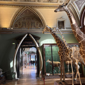 wnętrze Muzeum Naturalnego