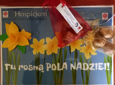 Cebulki żonkili
